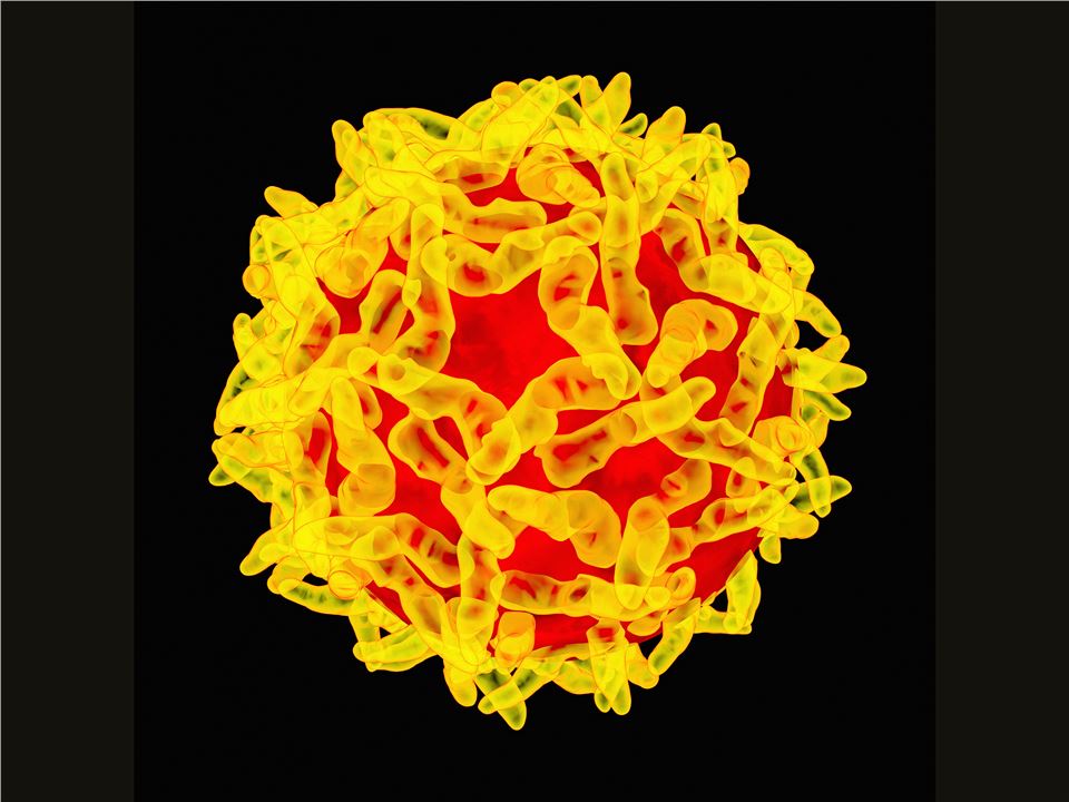 The Structure of Yellow Fever Virus - Creative Biolabs