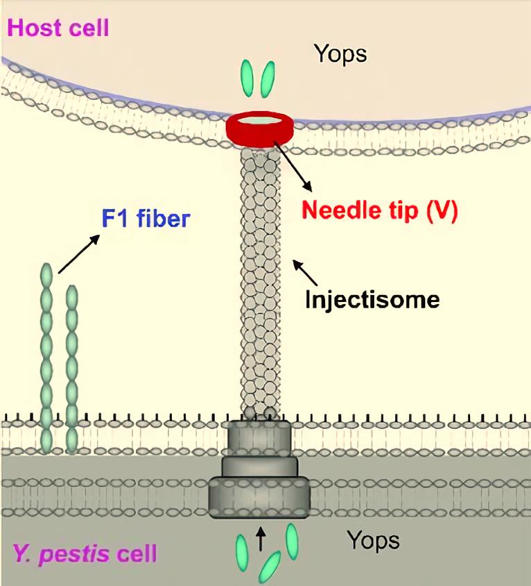 Y. pestis surface components targeted for vaccine design.