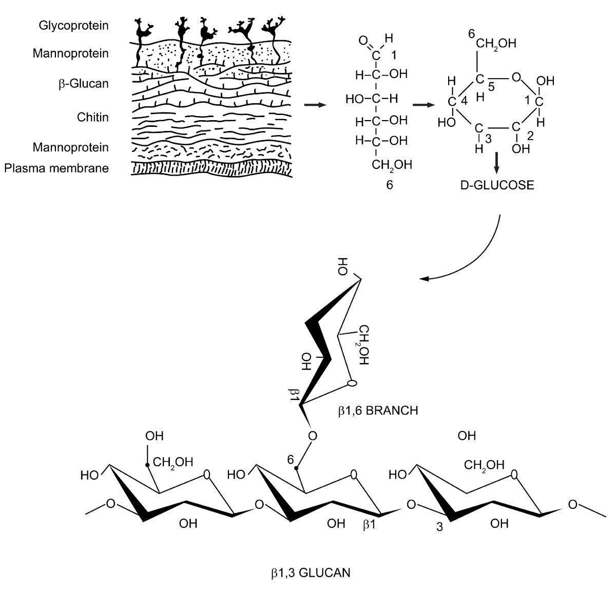 Fig. 1 β-glucan plays a crucial role in the composition of the fungal cell wall. (Chan, Godfrey Chi-Fung, Wing Keung Chan & Daniel Man-Yuen Sze, 2009) (OA Literature)