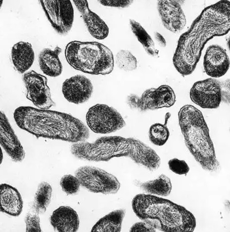 Vaccine Target Validation