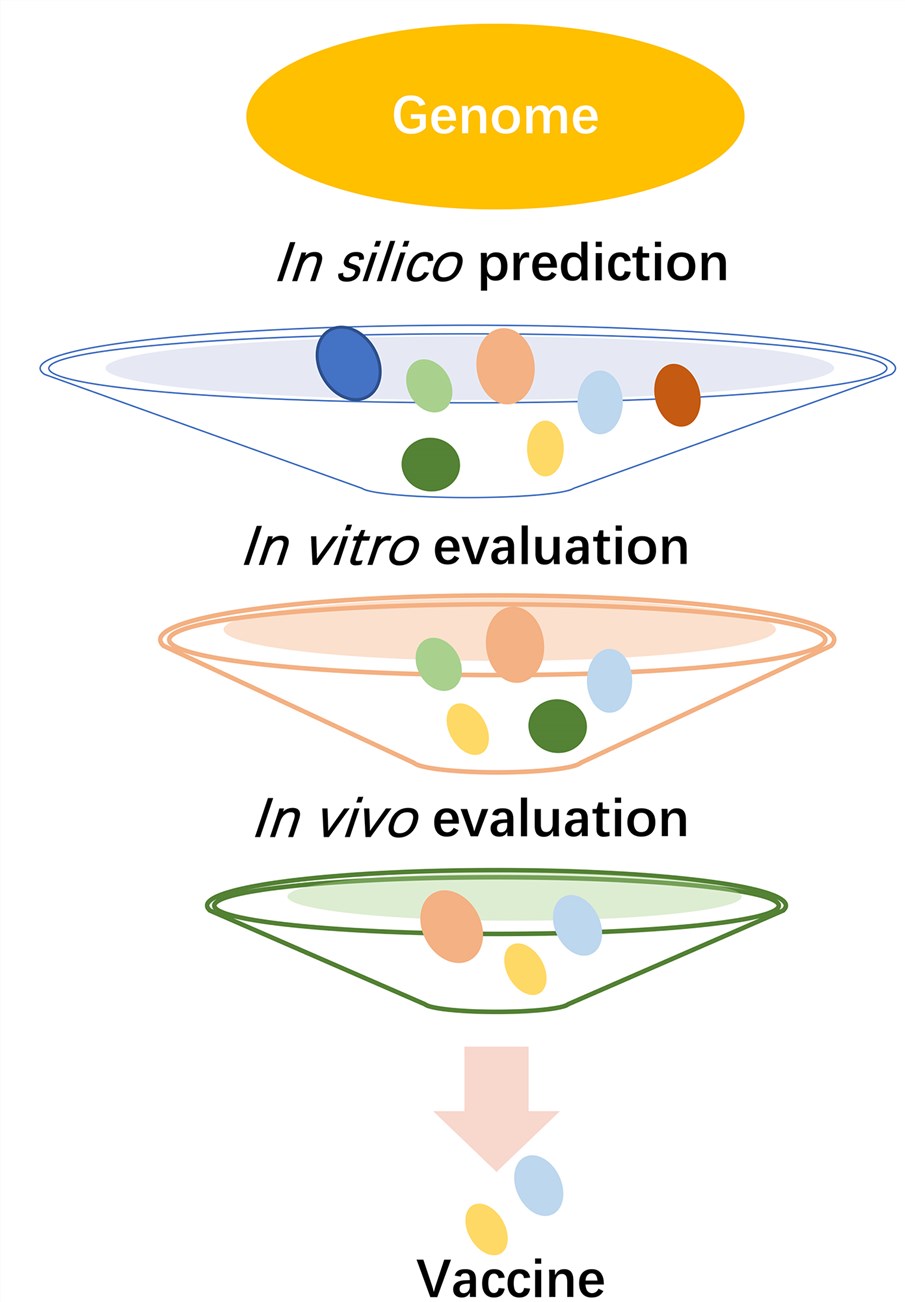 From genome to vaccine. – Creative Biolabs