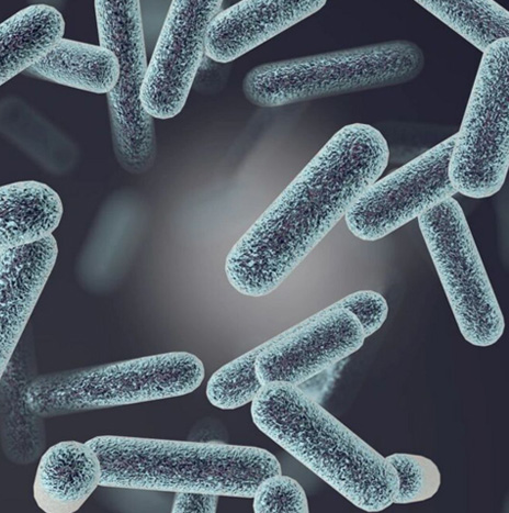 Vaccine Target Validation