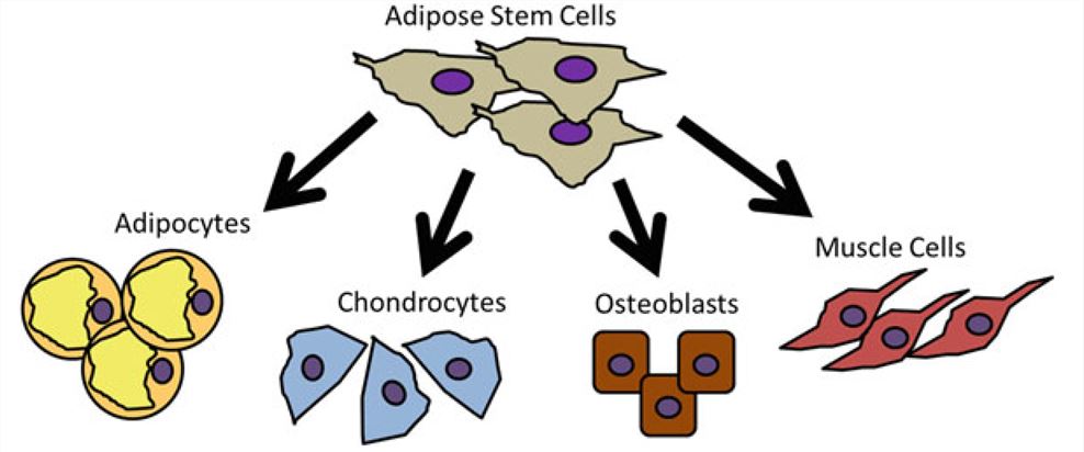 Multilineage capacity of adipose stem cells