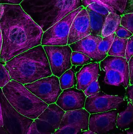 Vaccine Target Validation