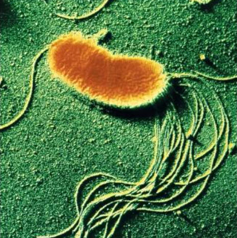 Vaccine Target Validation