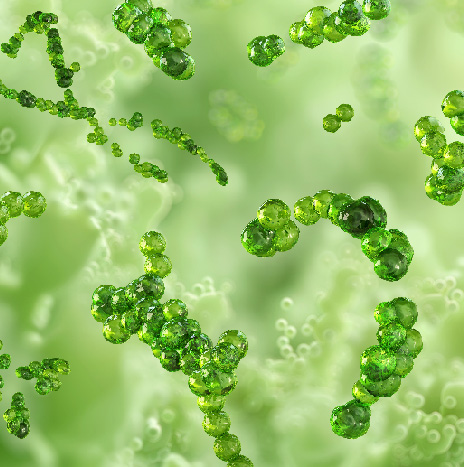 Vaccine Target Validation