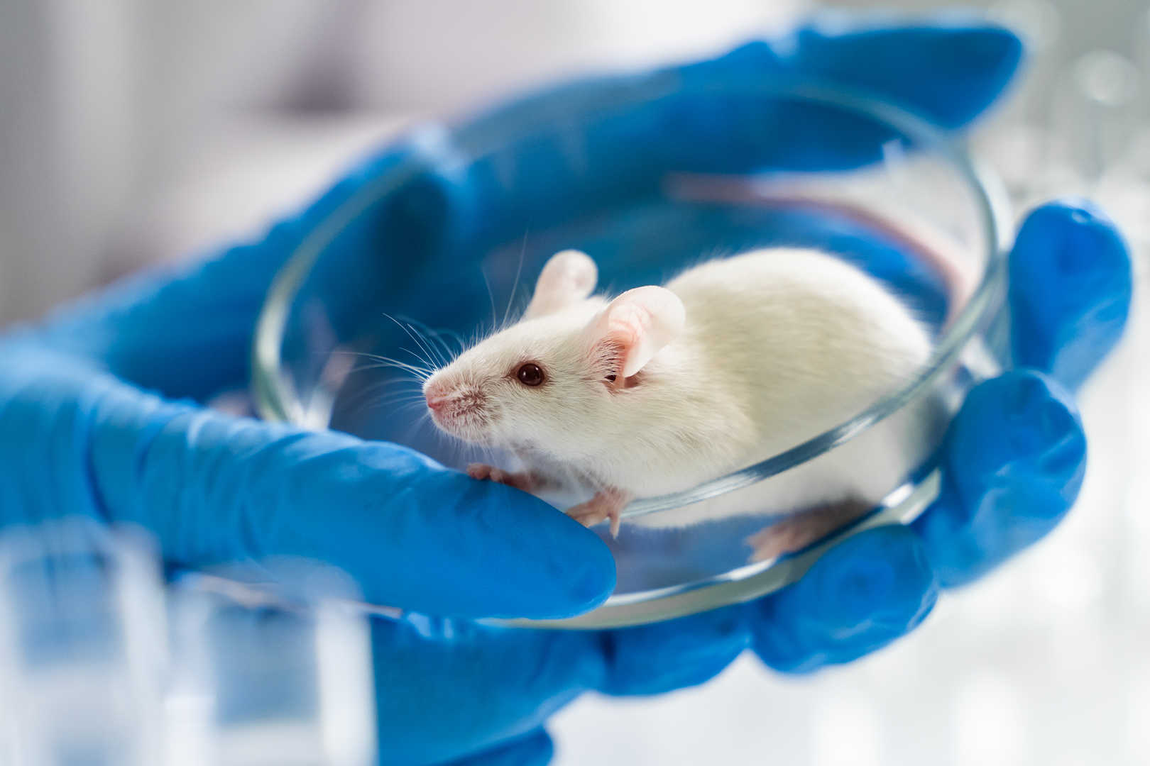 A mouse in a controlled lab environment, representing diverse animal models for in vivo testing.