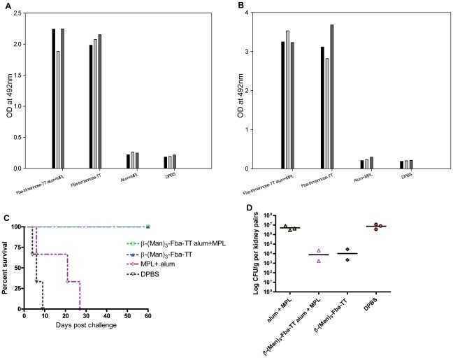 A chart showing the protective effect of the glycopeptide conjugate vaccine on mice with candidiasis, including survival and fungal burden data.